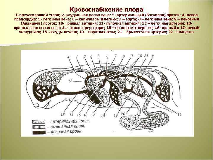 Кровоснабжение плода 1 -плечеголовной ствол; 2 - каудальная полая вена; 3 - артериальный (Боталлов)