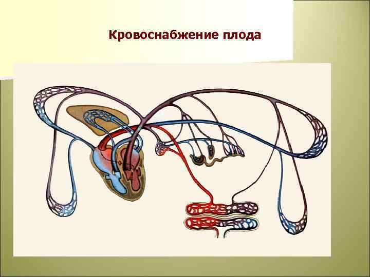 Кровоснабжение плода 