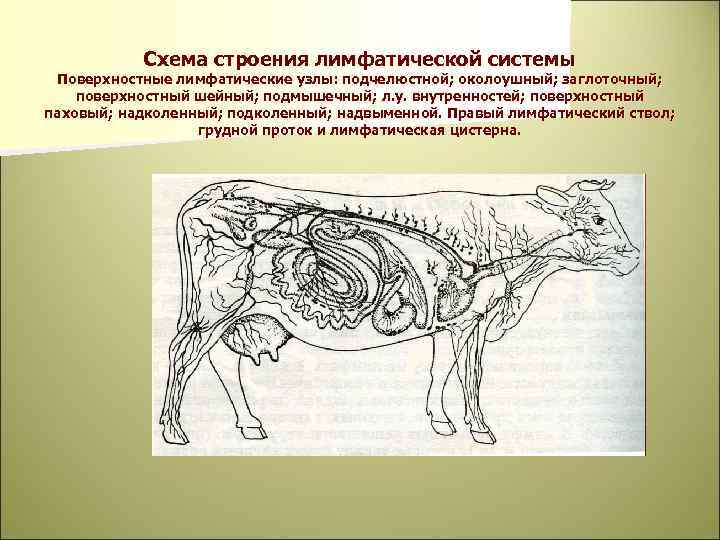 Схема строения лимфатической системы Поверхностные лимфатические узлы: подчелюстной; околоушный; заглоточный; поверхностный шейный; подмышечный; л.