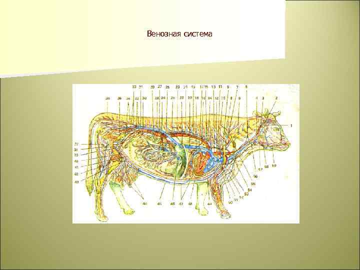 Венозная система 