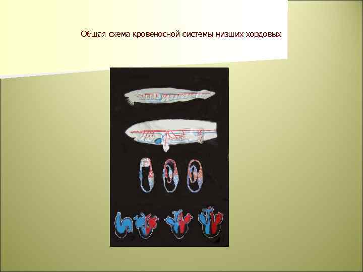 Общая схема кровеносной системы низших хордовых 