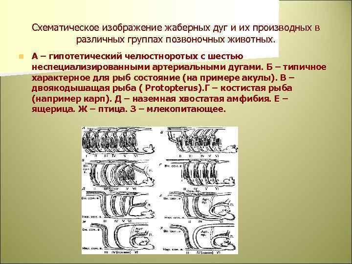 Схематическое изображение жаберных дуг и их производных в различных группах позвоночных животных. n А