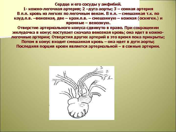 Сердце и его сосуды у амфибий. 1 - кожно-легочная артерия; 2 –дуга аорты; 3