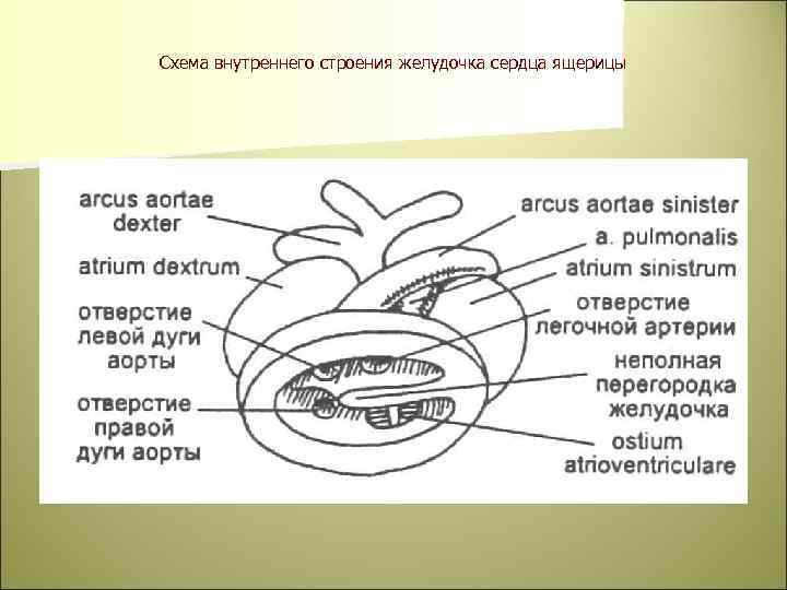 Схема внутреннего строения желудочка сердца ящерицы 