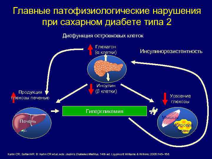 Главные патофизиологические нарушения при сахарном диабете типа 2 Дисфункция островковых клеток Глюкагон (α клетки)