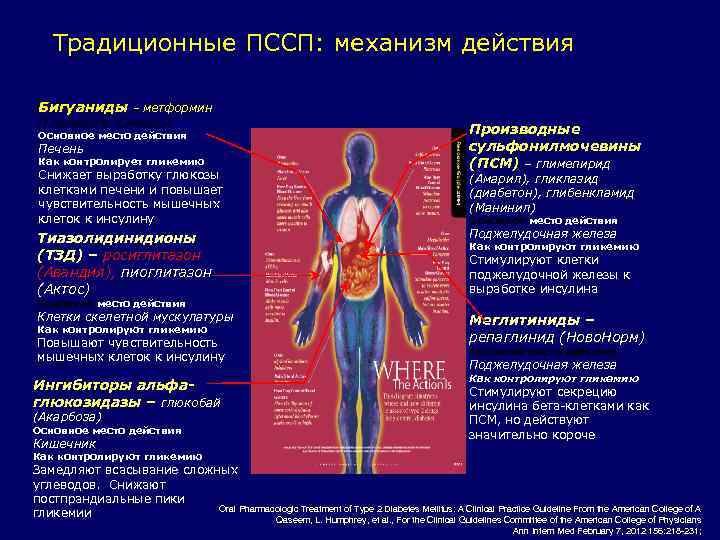 Традиционные ПССП: механизм действия Бигуаниды метформин (Глюкофаж, Сиофор) – Основное место действия Печень Как