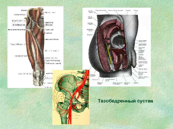 Тазобедренный сустав 