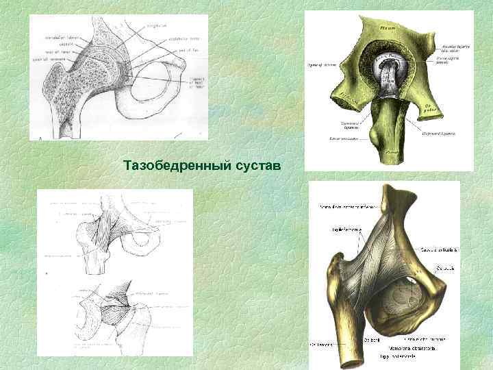 Тазобедренный сустав 