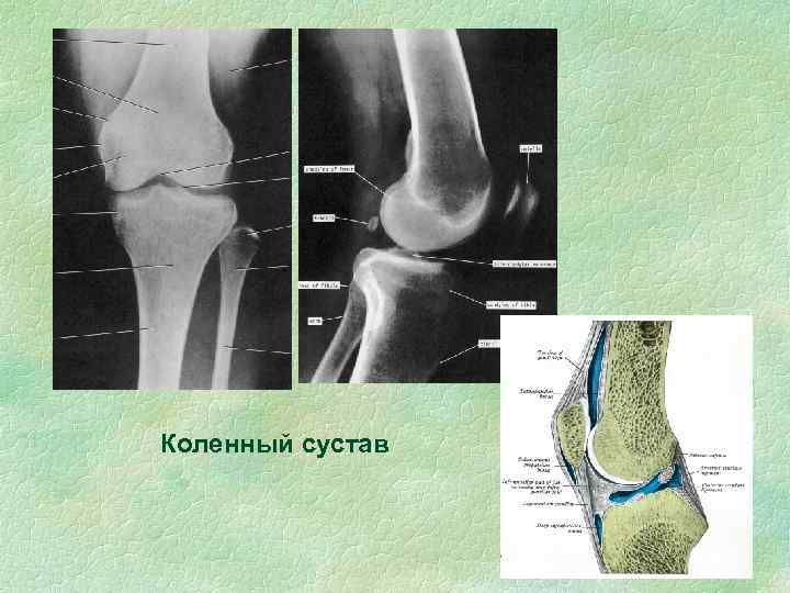 Коленный сустав 