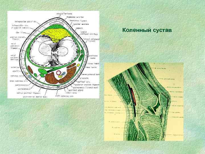 Коленный сустав 