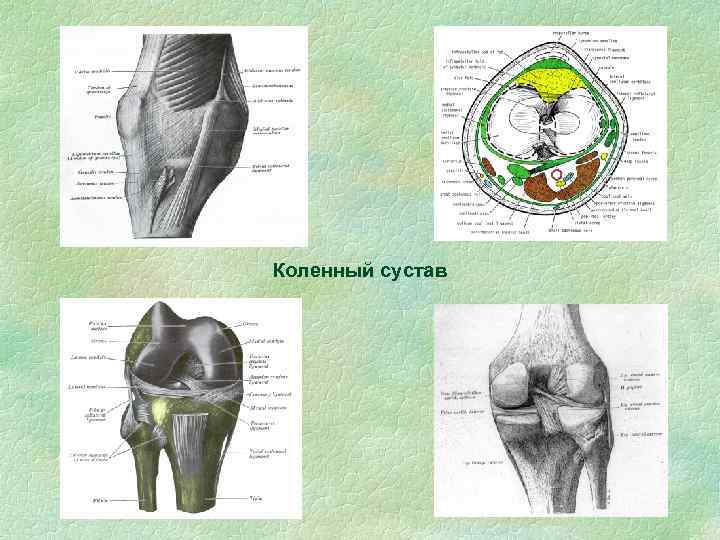 Коленный сустав 