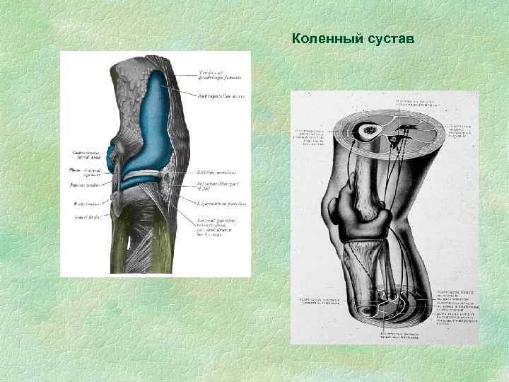 Коленный сустав 