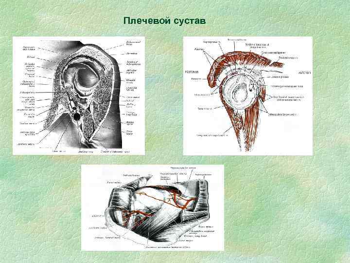 Плечевой сустав 