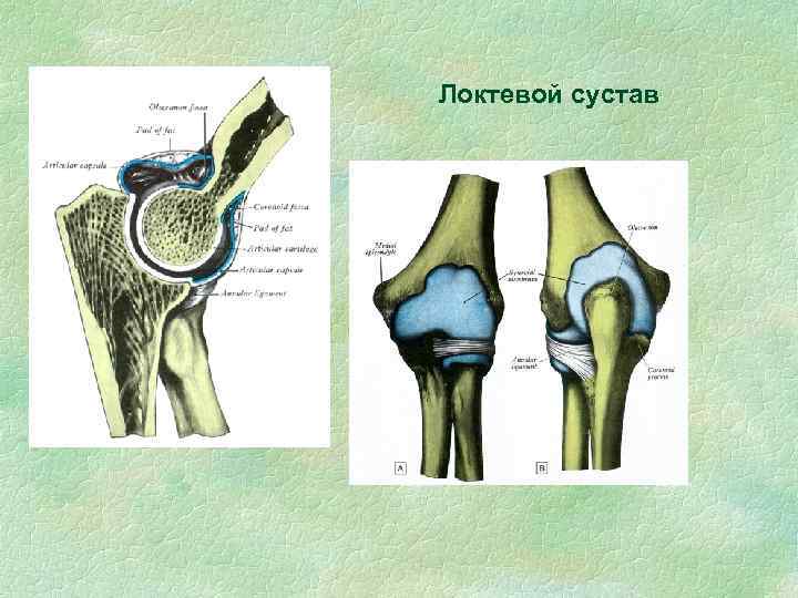 Локтевой сустав 