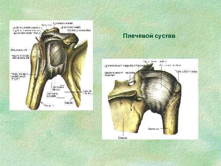 Плечевой сустав 