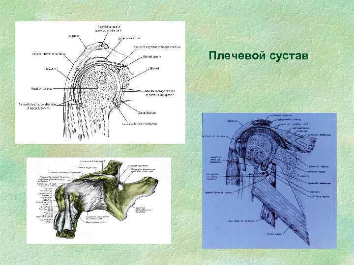 Плечевой сустав 