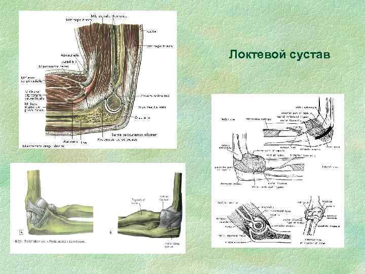 Локтевой сустав 