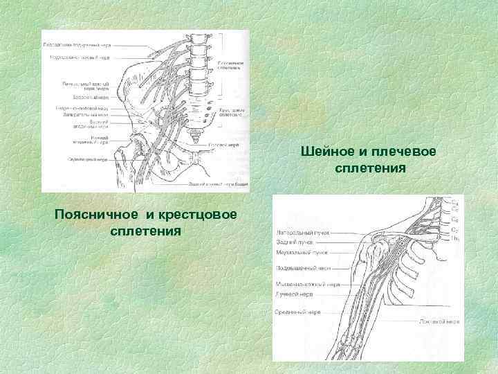 Шейное и плечевое сплетения Поясничное и крестцовое сплетения 