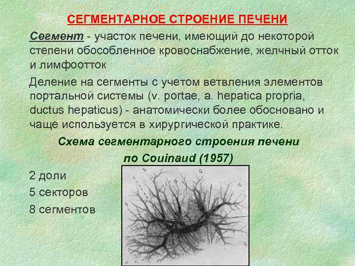 СЕГМЕНТАРНОЕ СТРОЕНИЕ ПЕЧЕНИ Сегмент - участок печени, имеющий до некоторой степени обособленное кровоснабжение, желчный