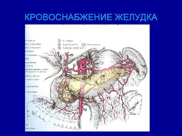КРОВОСНАБЖЕНИЕ ЖЕЛУДКА 
