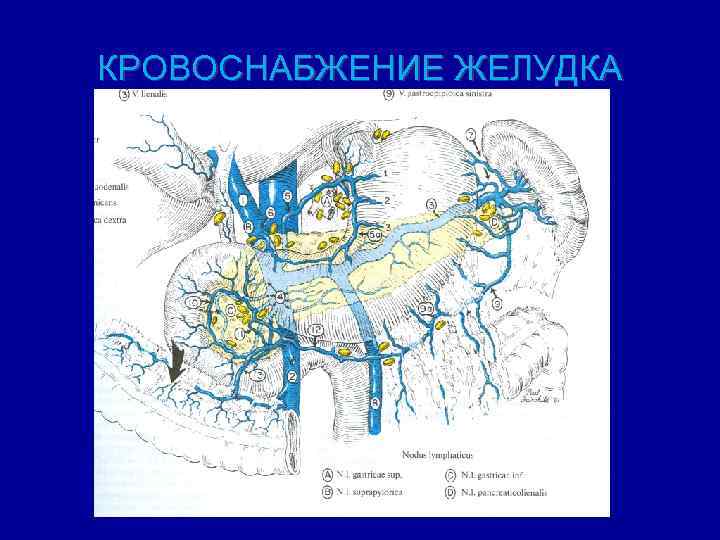 КРОВОСНАБЖЕНИЕ ЖЕЛУДКА 