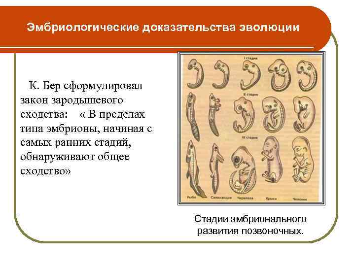 Эмбриологические доказательства эволюции К. Бер сформулировал закон зародышевого сходства: « В пределах типа эмбрионы,