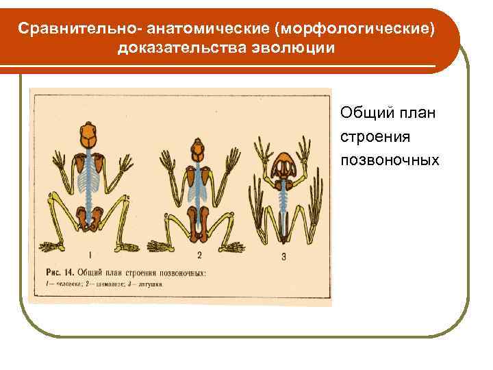 Сравнительно- анатомические (морфологические) доказательства эволюции Общий план строения позвоночных 