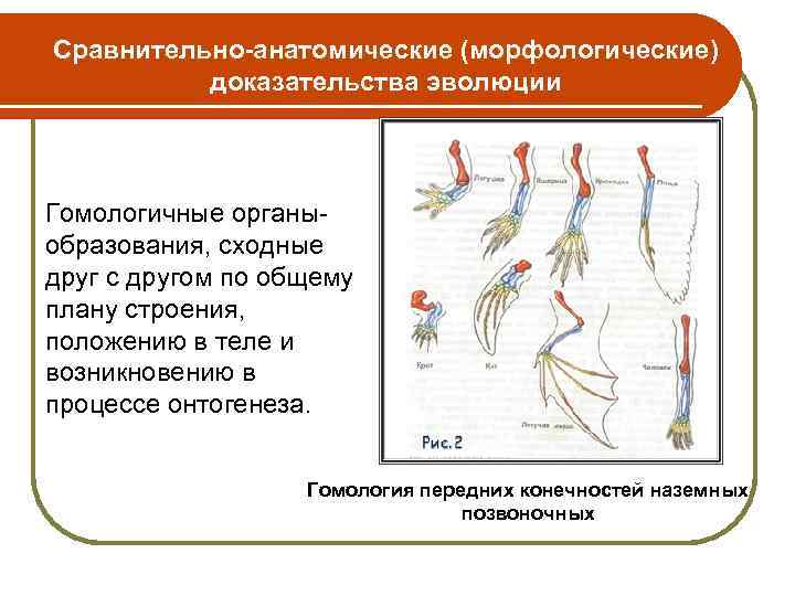 Сравнительно-анатомические (морфологические) доказательства эволюции Гомологичные органыобразования, сходные друг с другом по общему плану строения,