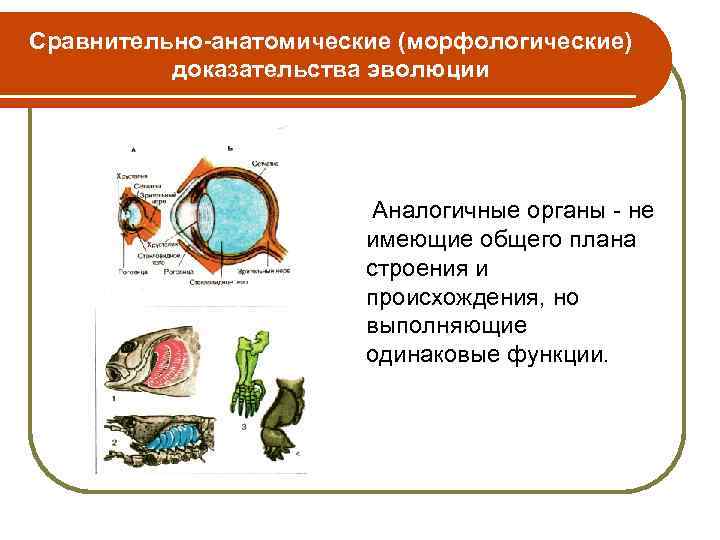 Сравнительно-анатомические (морфологические) доказательства эволюции Аналогичные органы - не имеющие общего плана строения и происхождения,