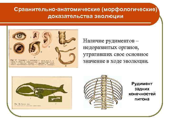 Сравнительно-анатомические (морфологические) доказательства эволюции Наличие рудиментов – недоразвитых органов, утративших свое основное значение в