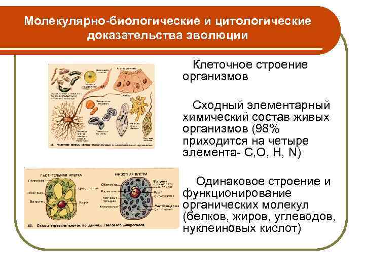 Молекулярные доказательства. Цитологические доказательства эволюции таблица. Молекулярно-биологические и цитологические доказательства эволюции. Таблица доказательства эволюции молекулярно биологические. Цитологические доказательства эволюции.