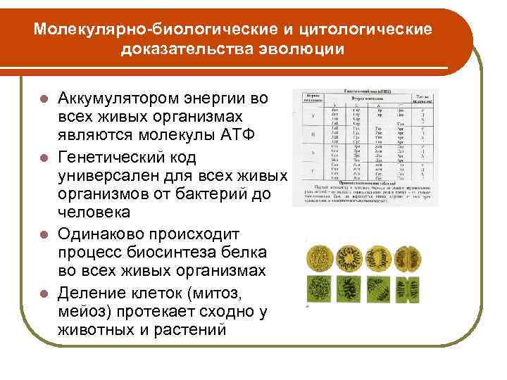 Доказательства эволюции 11 класс. Молекулярно-биологические и цитологические доказательства эволюции. Молекулярно-генетические доказательства эволюции. Молекулярно цитологические доказательства эволюции. Доказательства молекулярной биологии.