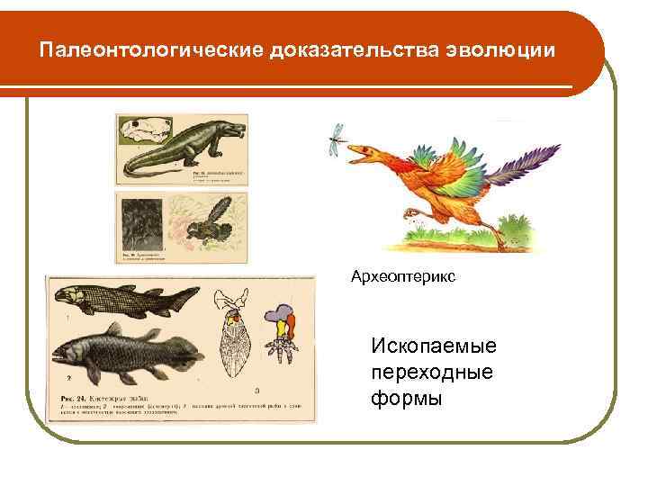 Палеонтологические доказательства эволюции Археоптерикс Ископаемые переходные формы 