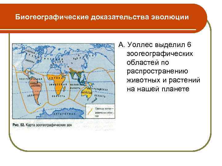 Биогеографические доказательства эволюции картинки