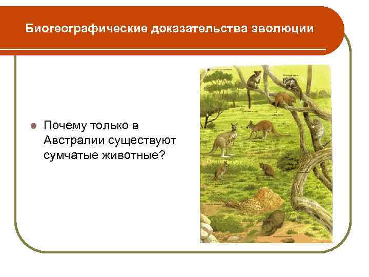 Биогеографические доказательства эволюции l Почему только в Австралии существуют сумчатые животные? 
