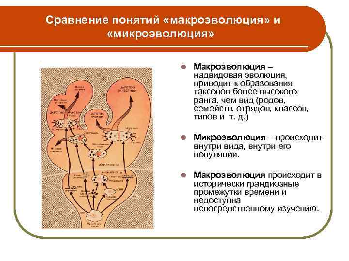 Сравнение понятий «макроэволюция» и «микроэволюция» l Макроэволюция – надвидовая эволюция, приводит к образования таксонов