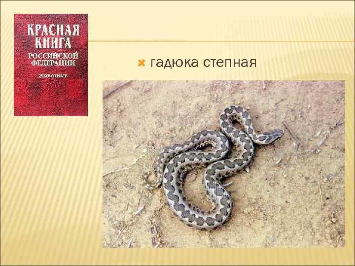  гадюка степная 