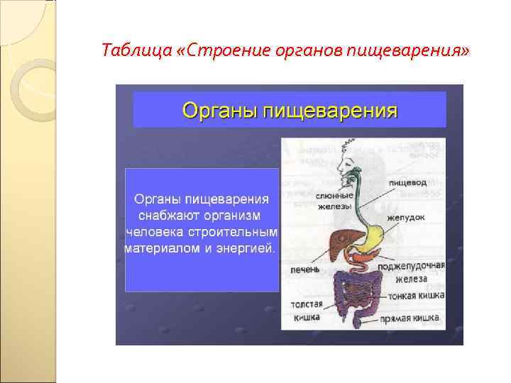 Таблица «Строение органов пищеварения» 