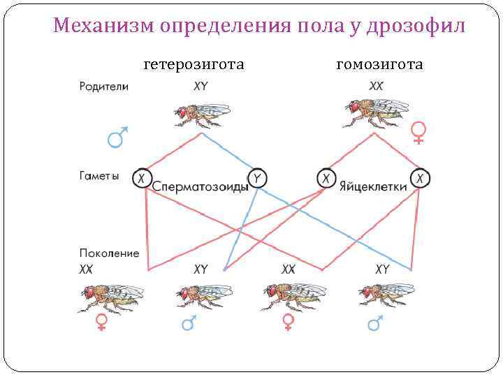 Механизм определения пола у дрозофил гетерозигота гомозигота 