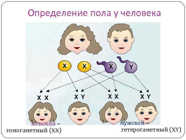 Определение пола у человека женский – гомогаметный (XX) мужской – гетерогаметный (XY) 