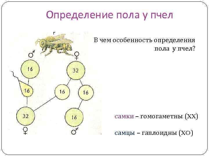 Определение пола у пчел В чем особенность определения пола у пчел? самки – гомогаметны
