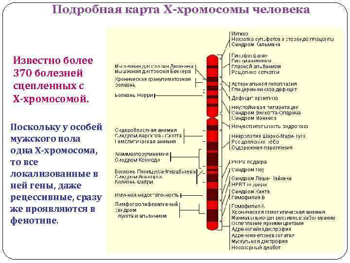 Подробная карта Х-хромосомы человека Известно более 370 болезней сцепленных с Х-хромосомой. Поскольку у особей