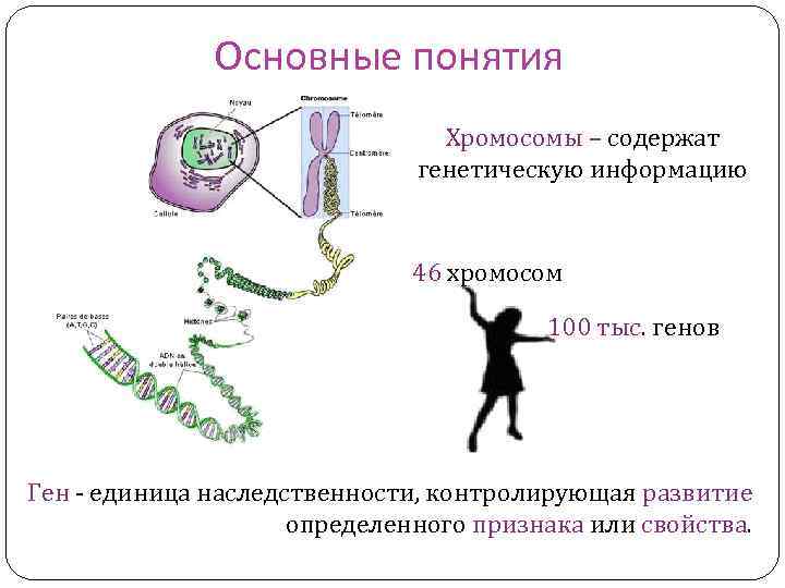 Основные понятия Хромосомы – содержат генетическую информацию 46 хромосом 100 тыс. генов Ген -
