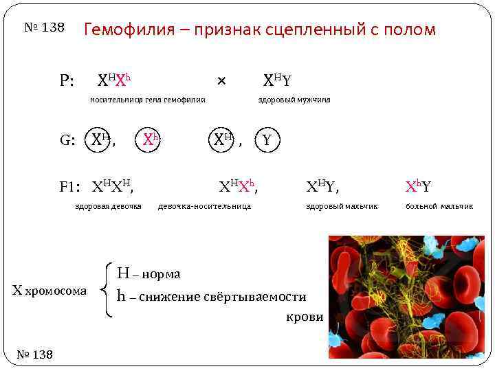 № 138 Гемофилия – признак сцепленный с полом Р: Х H Хh ⨯ носительница