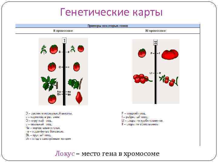 Генетические карты Локус – место гена в хромосоме 