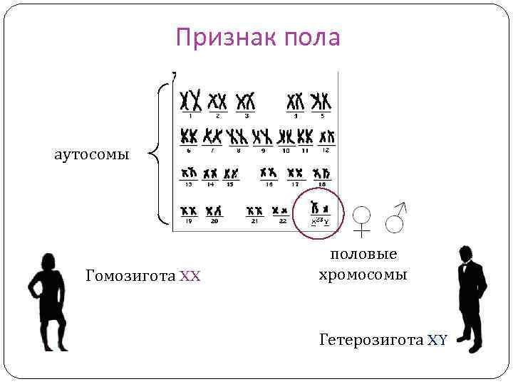 Признак пола аутосомы Гомозигота XX половые хромосомы Гетерозигота XY 