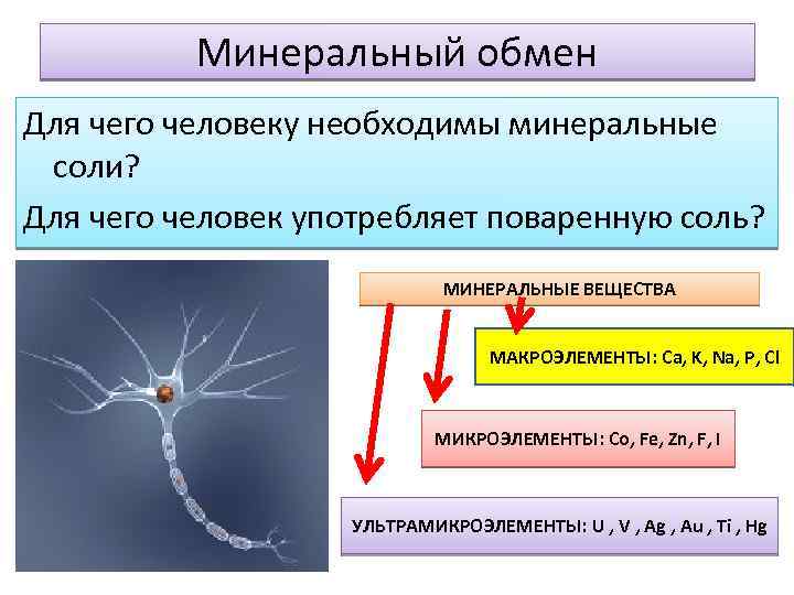 Минеральный обмен Для чего человеку необходимы минеральные соли? Для чего человек употребляет поваренную соль?