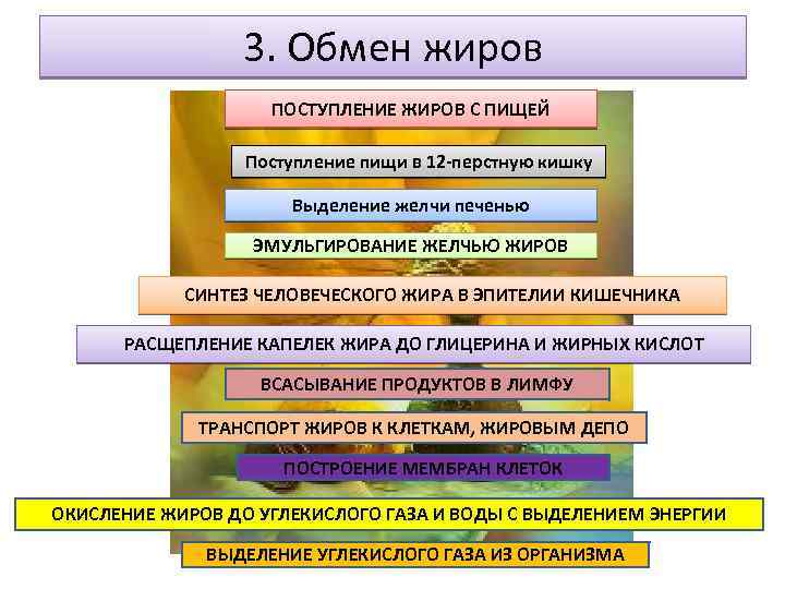 3. Обмен жиров ПОСТУПЛЕНИЕ ЖИРОВ С ПИЩЕЙ Поступление пищи в 12 -перстную кишку Выделение