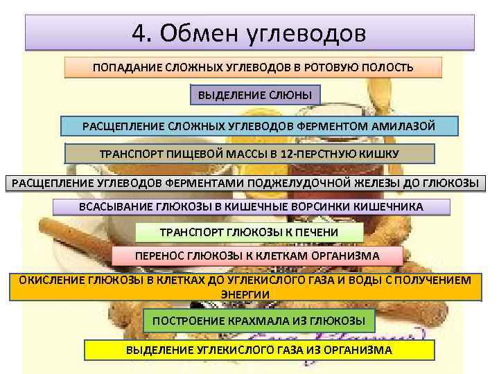 4. Обмен углеводов ПОПАДАНИЕ СЛОЖНЫХ УГЛЕВОДОВ В РОТОВУЮ ПОЛОСТЬ ВЫДЕЛЕНИЕ СЛЮНЫ РАСЩЕПЛЕНИЕ СЛОЖНЫХ УГЛЕВОДОВ