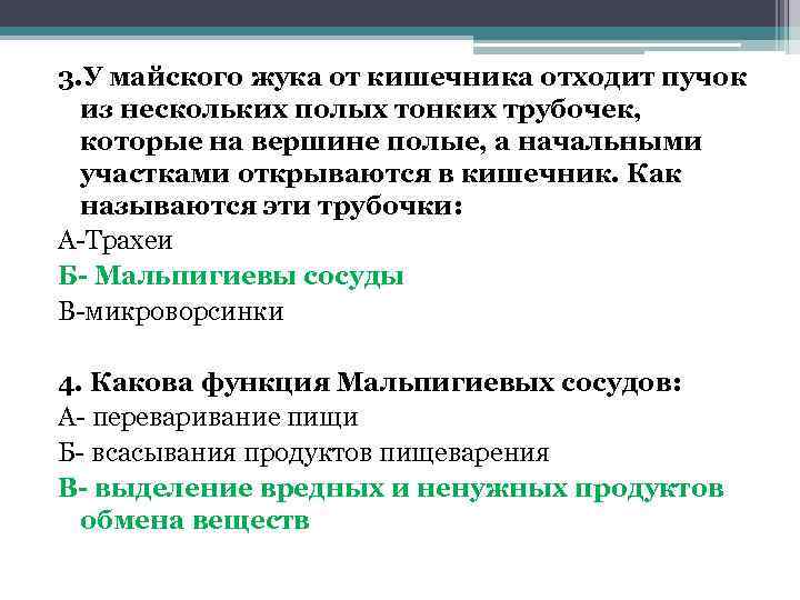 3. У майского жука от кишечника отходит пучок из нескольких полых тонких трубочек, которые